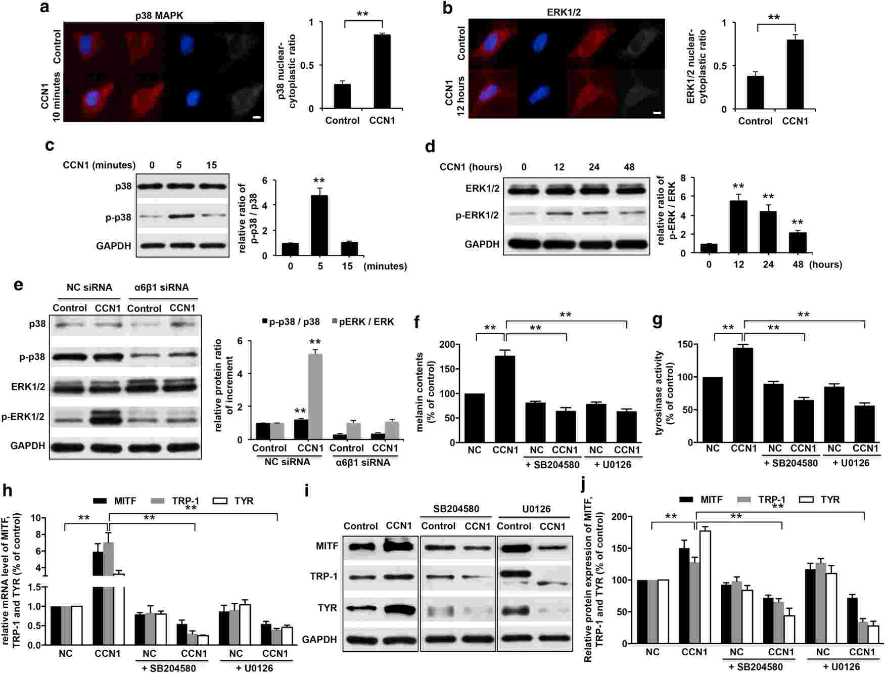 CCN1 triggers melanogenesis through the activation of p38 MAPK and ERK1/2 signaling pathways in NHEMs.