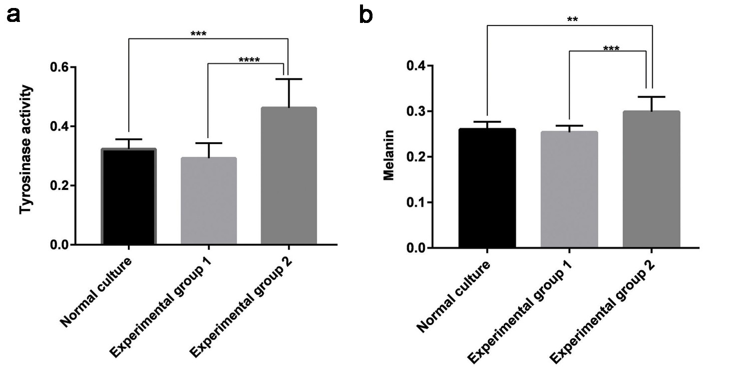 (a) Tyrosinase activity across the three melanocyte groups. (b) Melanin content among the three melanocyte groups.