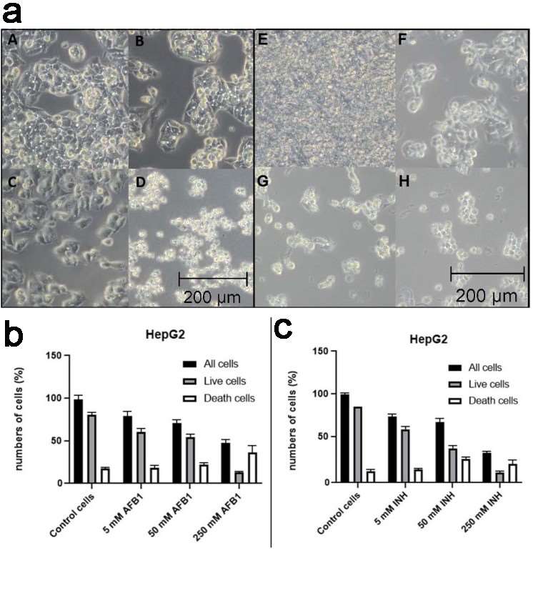 Images captured with optical microscopy displaying the impact of AFB1 on HepG2 cells (a) and effect of AFB1 and INH on the Viability of HepG2 Cells (c-d).