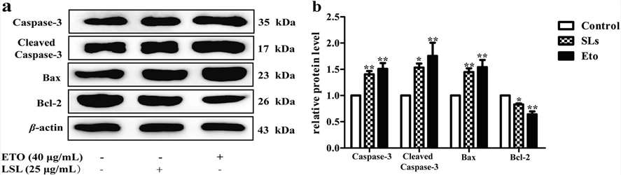 Protein expression analysis following LSL and etoposide treatment in HepG2 cells.