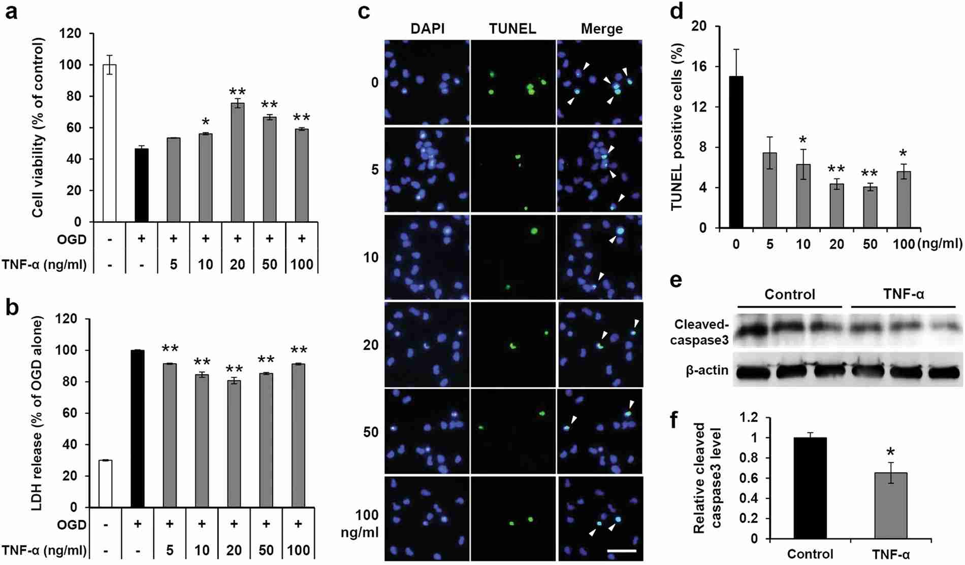 The safeguarding influence of TNF-α on hNPCs subjected to OGD.