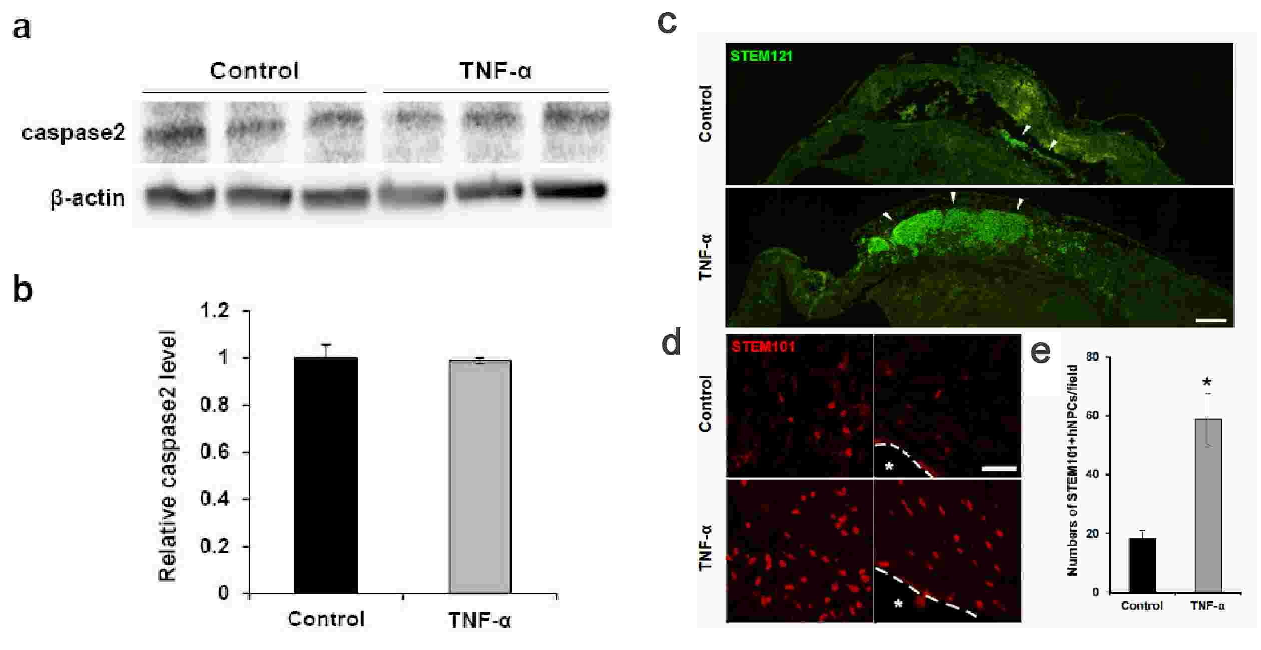 (a-b) Protein levels of caspase-2 determined by western blotting. (c-e) Transplantation of TNF-α-pretreated and non-treated hNPCs into hi-brain injury in neonatal mice.