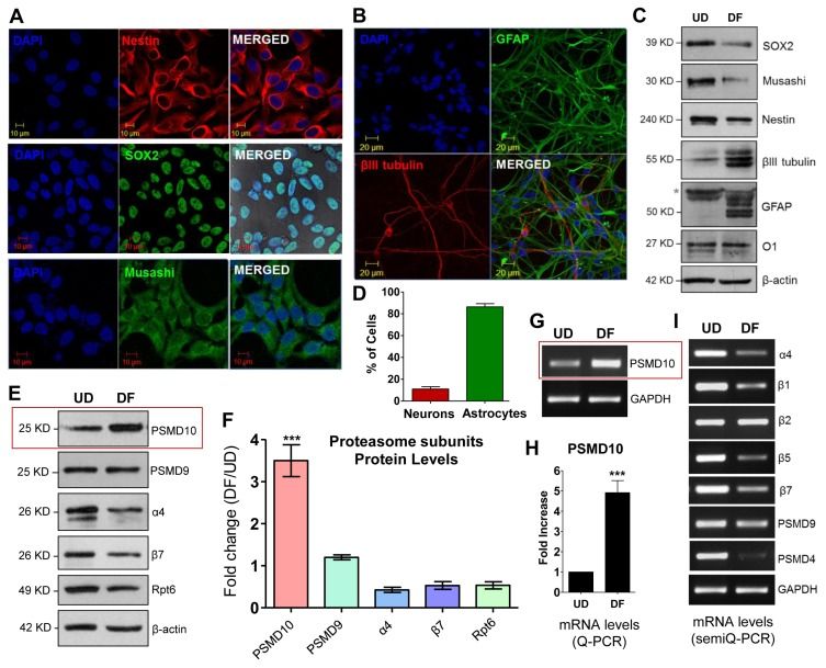 In differentiated human neural progenitor cells (hNPCs), there is an elevated level of PSMD10Gankyrin expression.