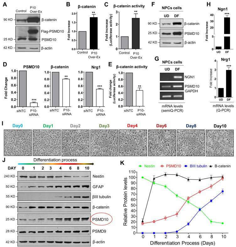 As human neural progenitor cells (hNPCs) undergo differentiation, PSMD10Gankyrin expression progressively increases.