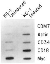 Nuclear run-on transcription assays were done on nuclei isolated from uninduced KG-1 cells and KG-1 cells treated with 10-8 mol/L TPA and 0.16 μg/mL ionomycin for 24 hours.