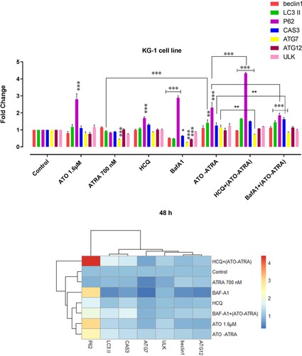 The effects of ATO, ATRA, autophagy inhibitors (BafA1 and HCQ), and their combination on the mRNA level of indicated genes in cited cell lines were determined by real-time PCR.