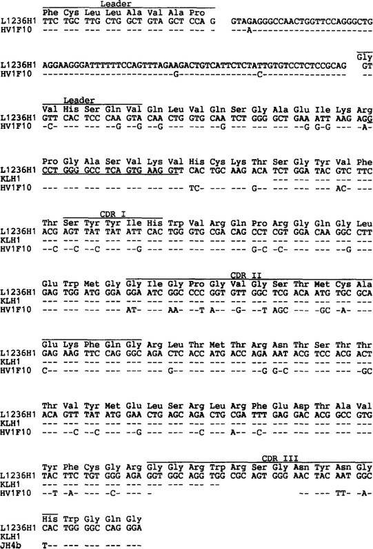 The VH1 gene rearrangement obtained from cell line L1236 (L1236H1) is compared with the VH1 sequences amplified from single H-RS cells (KLH1), the HV1F10 germline gene, and the JH4b gene segment.