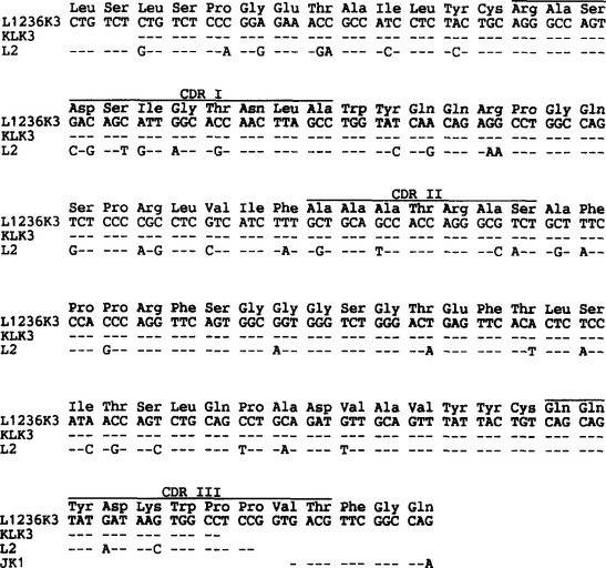 The VK3 gene rearrangement obtained from cell line L1236 (L1236K3) is compared with VK3 sequences amplified from single H-RS cells (KLK3), the L2 germline gene, and the JK1 gene segment.