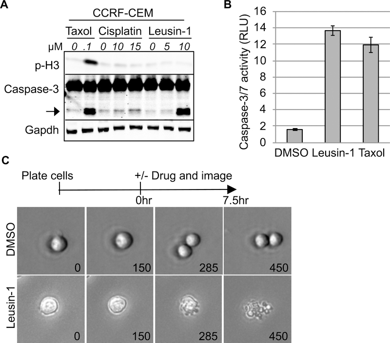 (A) CCRF-CEM cells were treated with DMSO or the indicated concentrations of Leusin-1, Taxol, or cisplatin for 24 h. (B) CCRF-CEM cells were treated with DMSO, Leusin-1 (5 μM), or Taxol (100 nM) for 48 h and the caspase-3/7 activity was quantified using the Caspase-Glo luminescent caspase activity assay. (C) Live-cell time-lapse microscopy of CCRF-CEM cells treated with DMSO or Leusin-1 (5 μM).