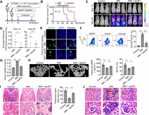 (A) Scheme illustrating the MM mouse model with apoEV treatment. (B) Kaplan-Meier survival curves of MM mice that received apoEV treatment. (C) Representative whole-body bioluminescence images of mouse ventral sides after intravenously injecting 1 × 107 luciferase-labeled 5TGM1 cells. (D) Quantitative analysis of bioluminescence in MM mice at days 14 and 25 after 5TGM1 inoculation. (E) Immunofluorescent staining showed that apoEV injection repressed infiltration of CD138+ tumor cells in the femur bone marrow of MM mice. (F) Flow cytometry analysis showed the percentages of CD45+CD19-CD138+ cells in the femur bone marrow. (G) ELISA analysis of mice serum IgG2b levels at day 25 after 5TGM1 inoculation. (H) MicroCT analysis showing BMD and BV/TV in distal femurs. (I) H&E staining of the distal femurs. (J) H&E staining of kidney tissue.