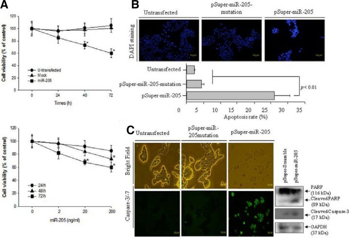 Over-expressed miR-205 increased the cell cytotoxicity via apoptotic cell death in KB oral cancer cells.