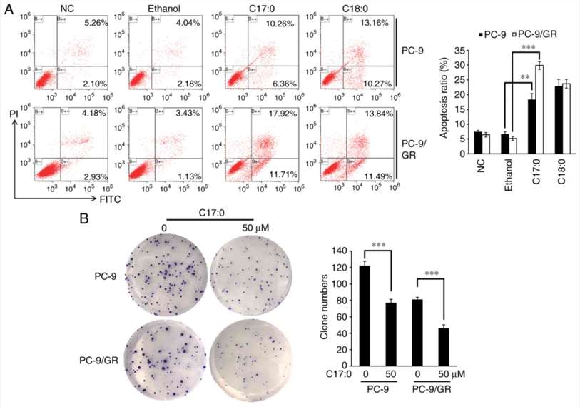 (A) PC-9 and PC-9/GR cells were seeded in 6-well plates and incubated overnight. C17:0 or C18:0 was added to the cells and after 48 h of incubation, the cells were harvested and stained with FITC-Annexin V and PI. Finally, cell apoptosis ratios in each group were determined by flow cytometry. (B) PC-9 and PC-9/GR cells were seeded in a 6-well plate and incubated for 48 h. The cells were refreshed with media containing C17:0 (final concentration, 50 µM) or without C17:0 every 48 h. After 12-14 days of culture, visible cell colonies were fixed and stained. The number of cell colonies was counted under a microscope.