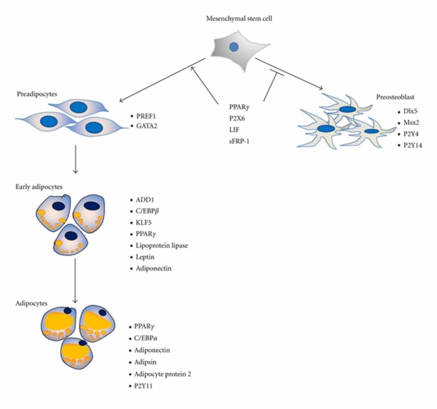 The early adipocyte develops into the adipocyte that expresses PPARγ, C/EBPα adiponectin, adipsin, adipocyte protein 2, and purinergic receptor P2Y 11 (P2Y11).