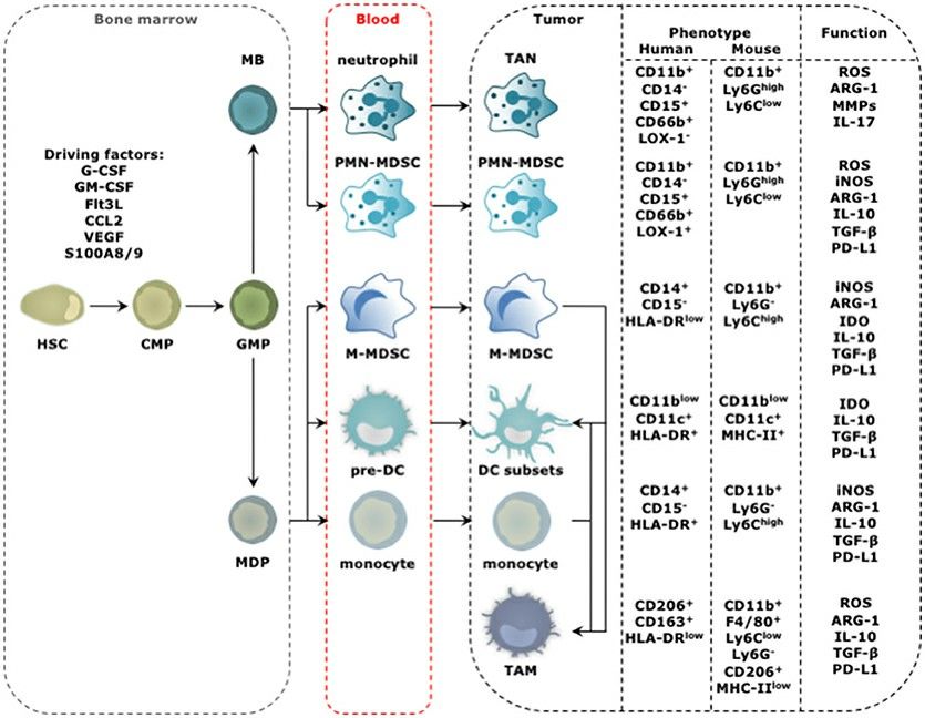 Progression from HSC to tumor-promoting TIM.