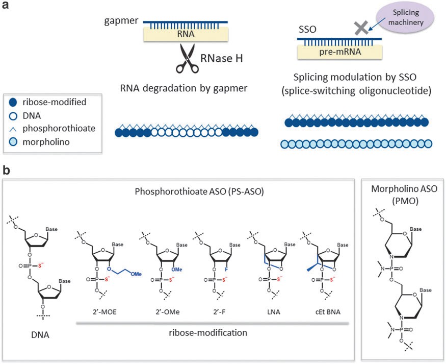 The categorization and architectural components of antisense oligonucleotide (ASO) therapeutic agents.