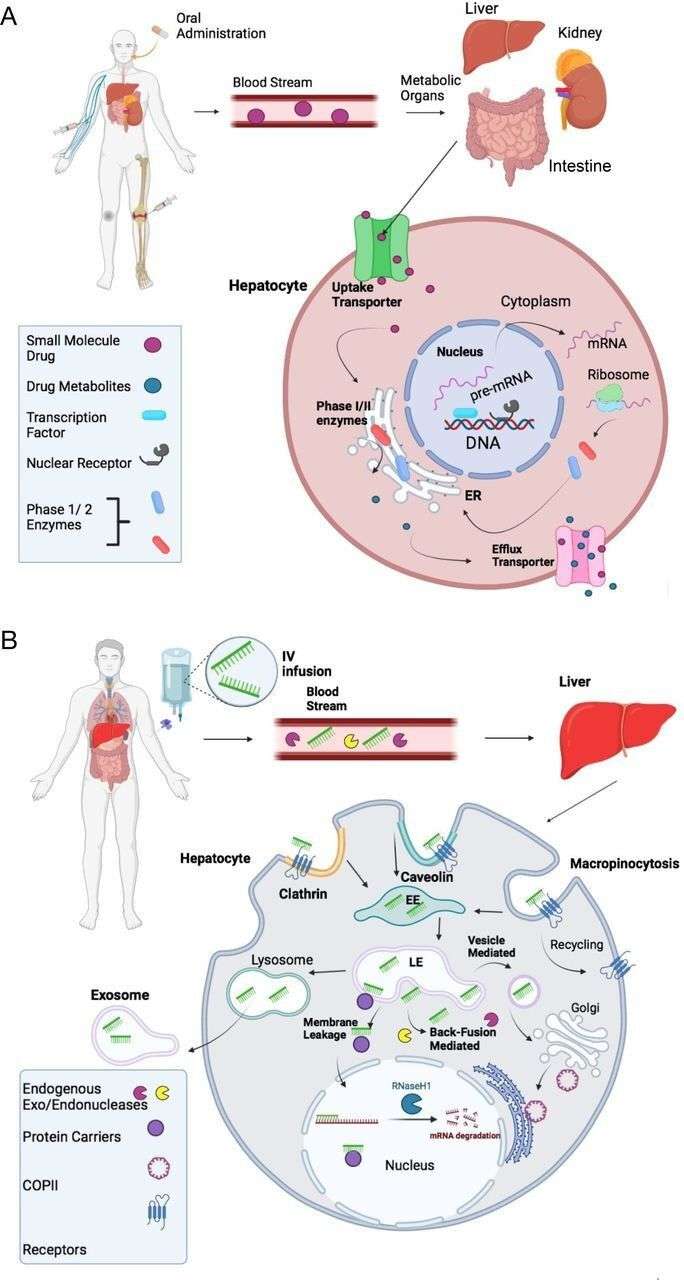 A comparative analysis of the absorption, distribution, metabolism, and excretion (ADME) profiles of small molecule drugs and antisense oligonucleotide (ASO) therapeutics.