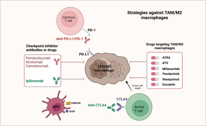 An effective strategy to restore the anticancer activity of T cells involves targeted inhibition of the PD-L1/PD-1 pathway. By suppressing this pathway, T cells can be reactivated, thereby reinstating their ability to combat cancer.