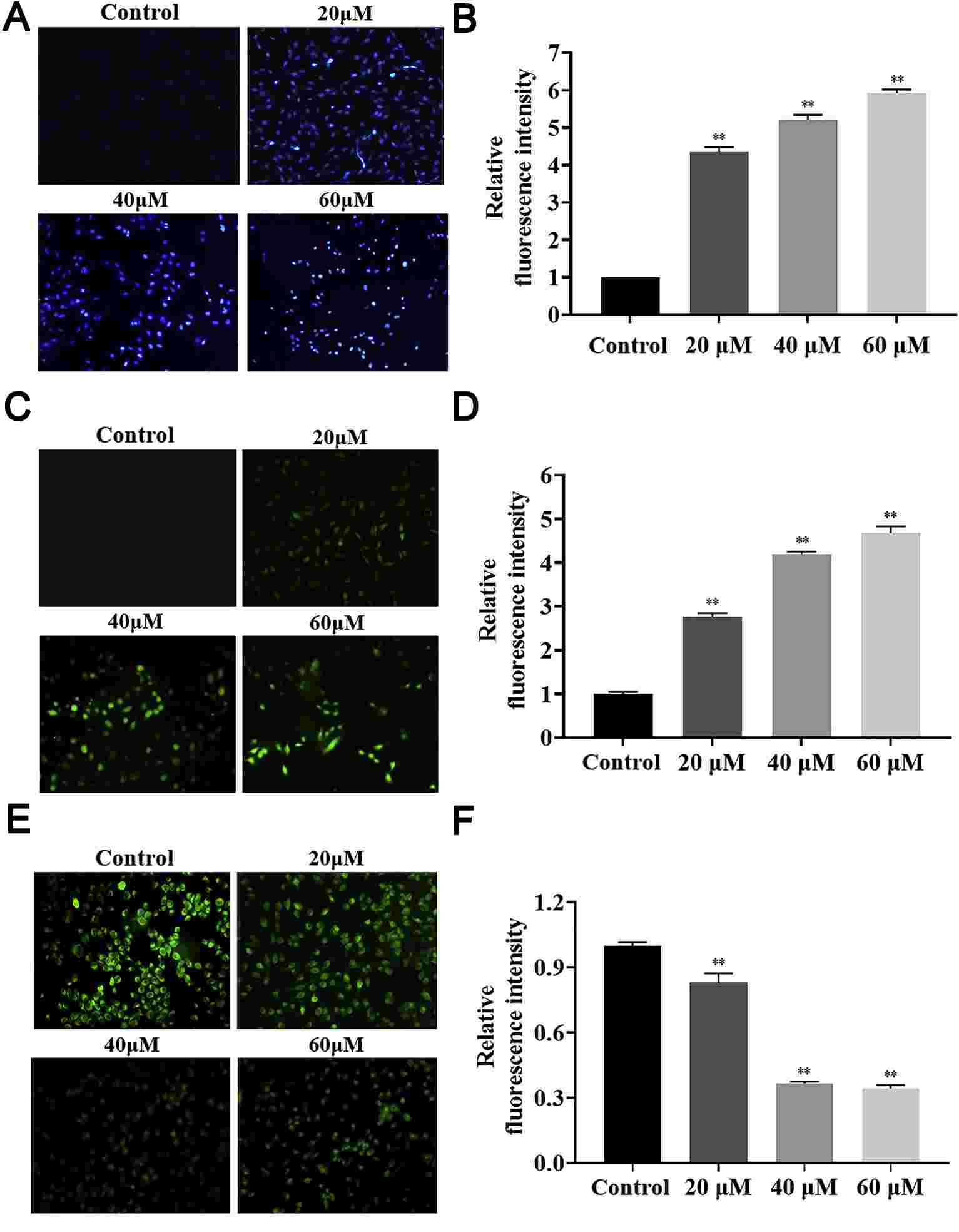 Effects of cadmium on apoptosis (A-B), ROS levels (C-D), and mitochondrial membrane potential (E-F) in BEAS-2B cells.