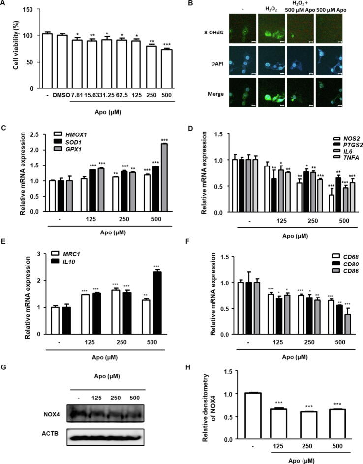 Anti-proliferative, anti-oxidant, and anti-inflammatory effects of the NOX inhibitor Apo on BPH-1 cells.