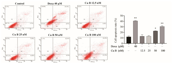 Apoptosis of BPH-1 cells that were treated with Cu B and Doxa for 48 h.