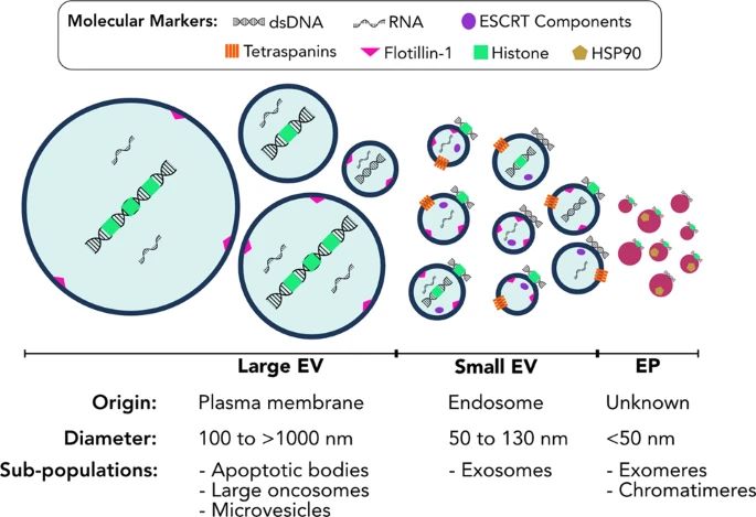 Fig. 1 Extracellular vesicles and particles comprise heterogeneous populations. (Malkin EZ, Bratman SV., 2020)