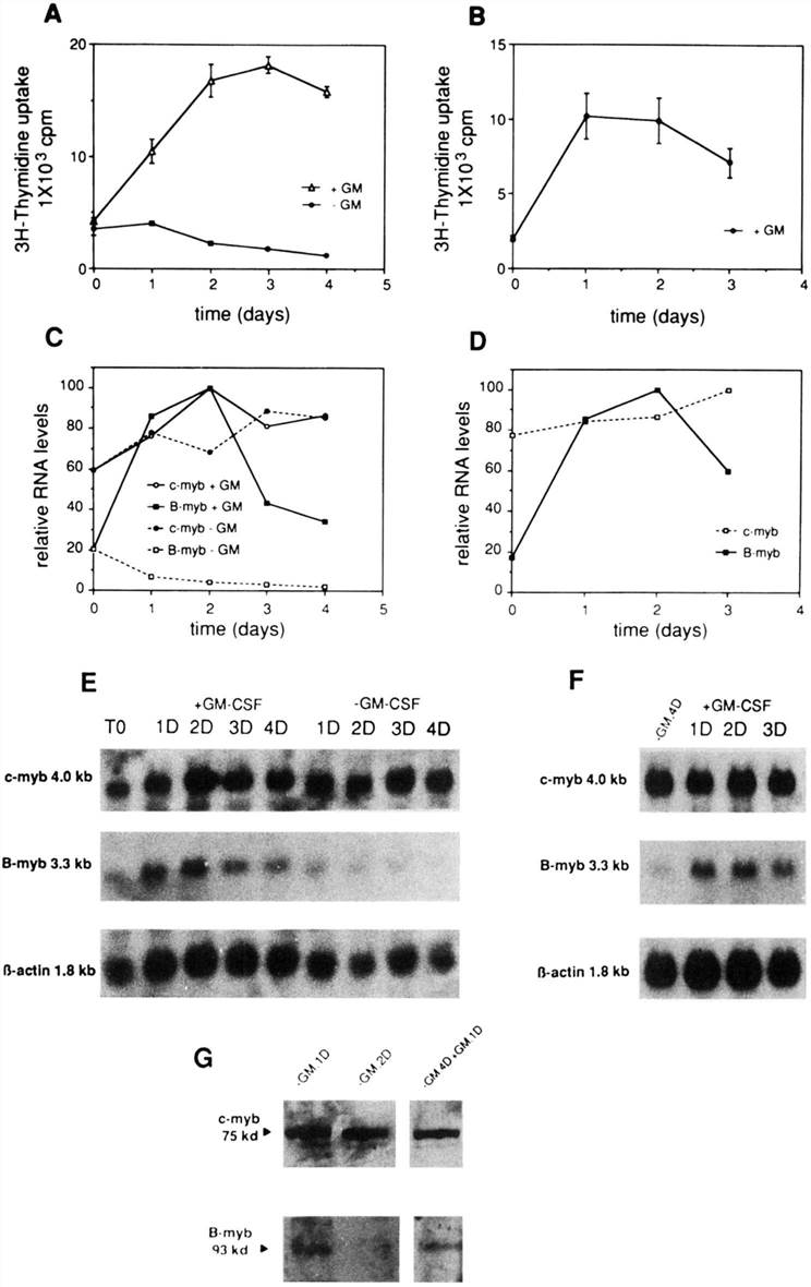 3H-thymidine uptake (A) and Northern analysis of the c-myb, B-myb, and β-actin genes (E) were performed at the indicated time points. The results of thymidine uptake (B), Northern blot (F), and densitometric analysis (D) of these experiments are shown. (G) The results of a Western blot experiment.