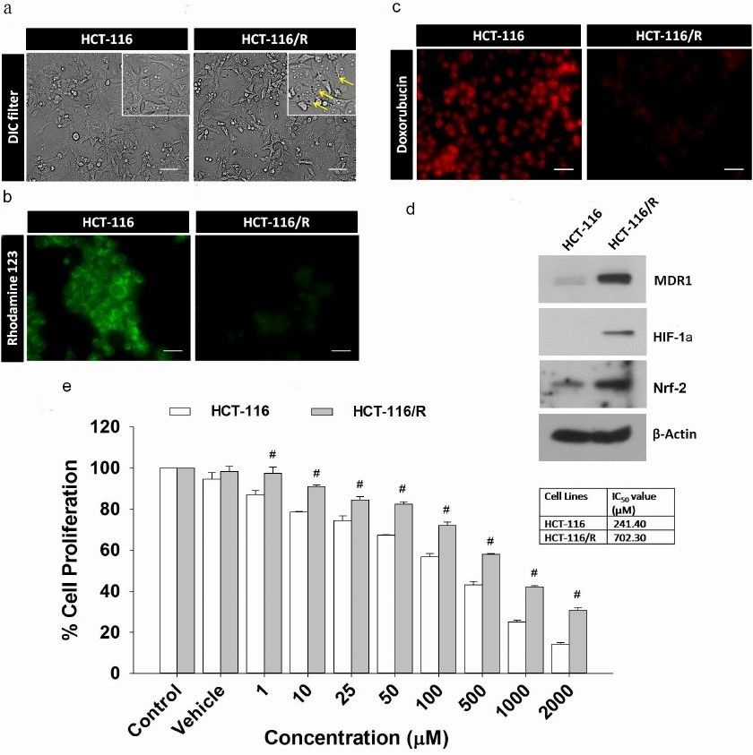 a morphological analysis; b rhodamine 123 staining; c intracellular doxorubicin distribution and accumulation; d Western blotting of MDR1, HIF-1α, and Nrf-2 (b-actin was used as a loading control). e Effect of 5-FU on the proliferation of HCT-116 and HCT-116/R cells as determined by the MTT assay.