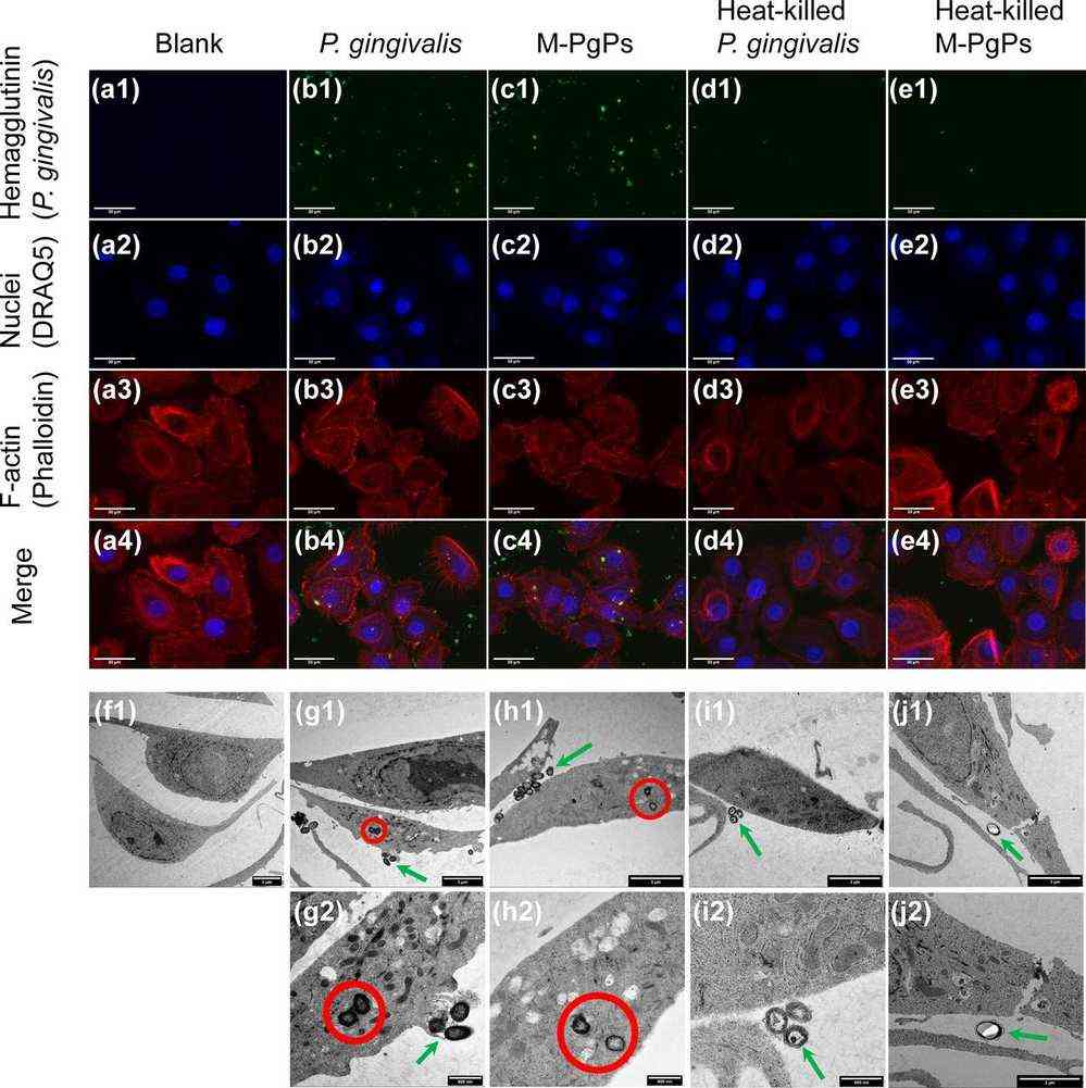 The adherence and invasion of HGECs by M-PgPs.