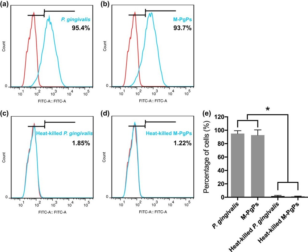 Quantification of HGECs adhered to and invaded by M-PgPs.