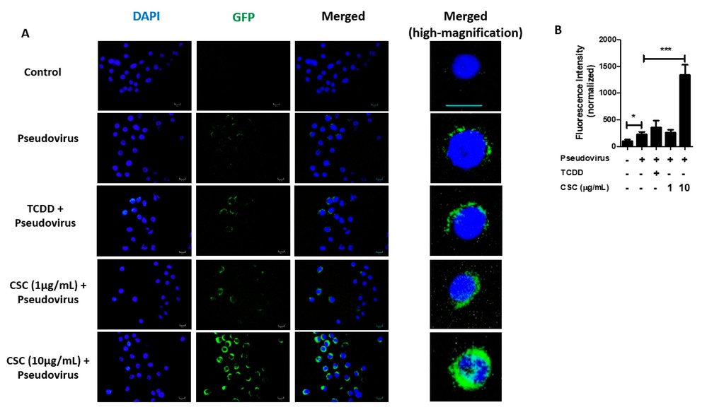 Pre-exposure to cigarette smoke condensates enhances the infection of gingival epithelial cells by severe acute respiratory syndrome coronavirus 2 (SARS-CoV-2) pseudovirus.