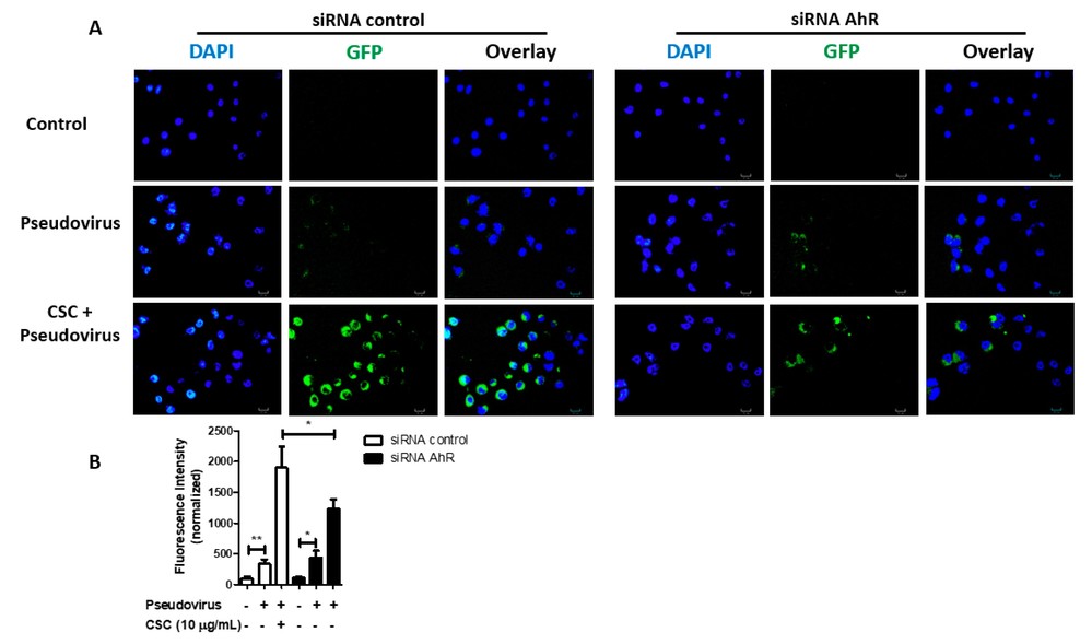 Cigarette smoke condensate treatment increases the infection of gingival epithelial cells by severe acute respiratory syndrome coronavirus 2 (SARS-CoV-2) pseudovirus through aryl hydrocarbon receptor (AhR) signaling.