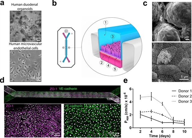 A microengineered model of the human duodenum: Duodenum Intestine-Chip.