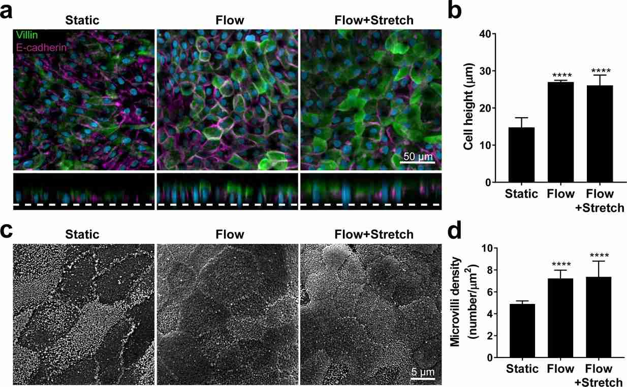 Flow leads to increased height and microvilli development in primary human small intestinal epithelial cells.