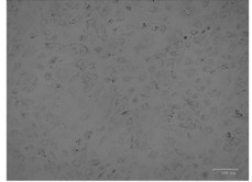 Morphological diagram of MA-104 cells.