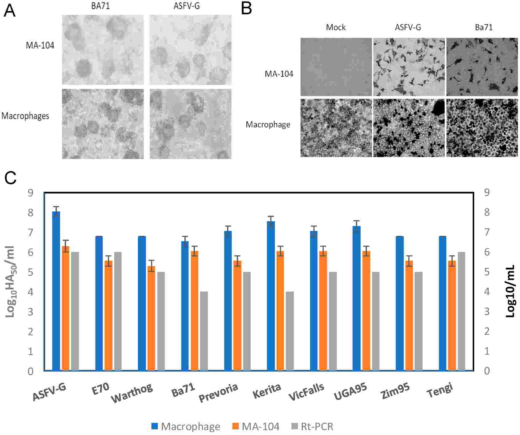 (A) Hemadsorption was assessed 24 hours post-infection. (B) The detection of the virus was achieved utilizing a monoclonal antibody targeting the ASFV protein p30. (C) Titration levels of ASFV isolates in swine macrophages (depicted in blue) were compared to those in MA-104 cells (depicted in orange) using real-time PCR methods.