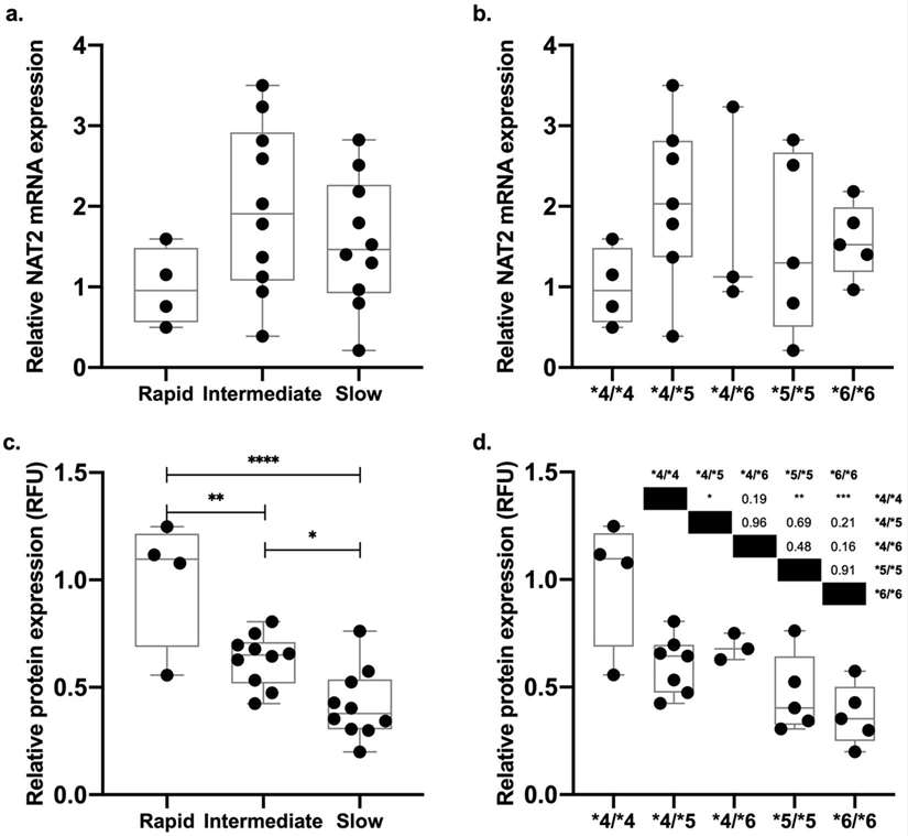 Analysis of NAT2 mRNA and protein expression in cryoplateable human hepatocytes.