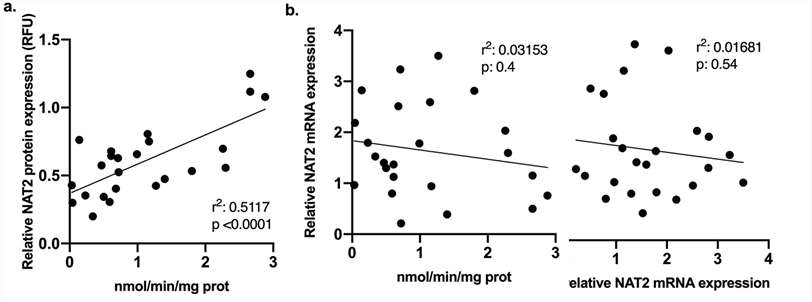 Correlation between N-acetylation activity and protein expression in cryoplateable human hepatocytes.