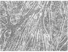 Rat skeletal muscle cells.