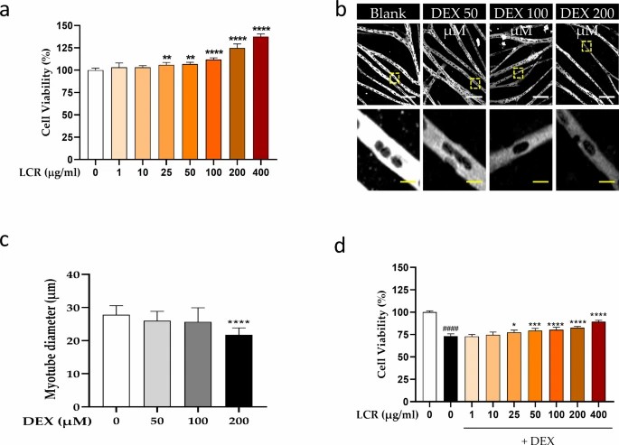 The potential protective effect of Luffa cylindrica Roemer (LCR) is demonstrated by its ability to enhance cell viability in primary myotubes. 