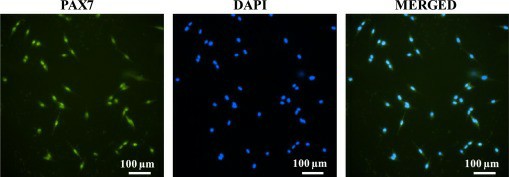 Fluorescent images display isolated cells stained with the anti-PAX7 antibody (PAX7 transcription factor in green) and nuclei stained with DAPI (nuclei in blue), along with a merged image. 