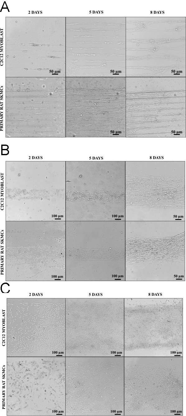 Bright-field images show C2C12 and primary rat skeletal muscle cells cultured on cell adhesive widths of 20 μm (A), 200 μm (B), and 1000 μm (C) over periods of 2, 5, and 8 days.