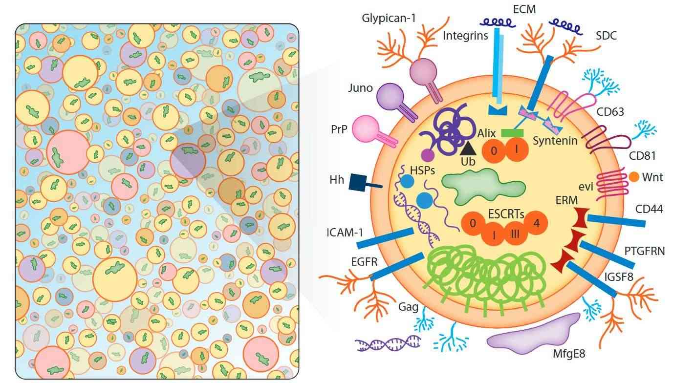 Exosomes are abundant in tetraspanins, adhesion molecules, enzymes, scaffold proteins, RNA-binding proteins, as well as RNAs, DNAs, and complex glycans.