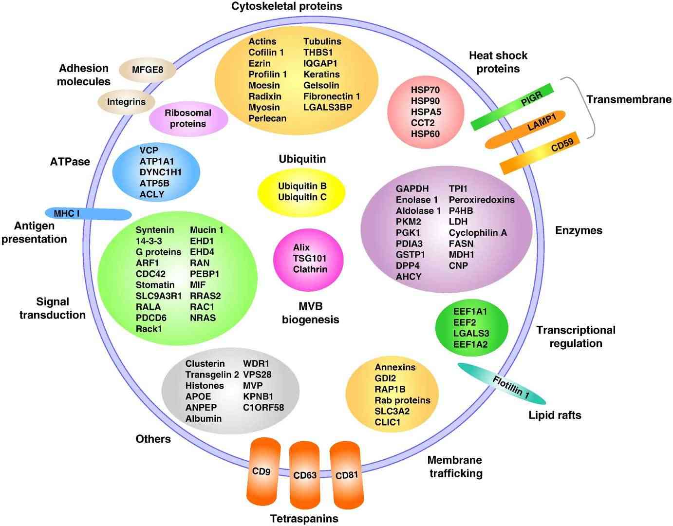 A visual depiction illustrating the protein composition of exosomes organized by their functional roles.