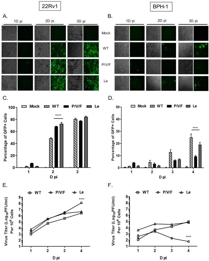 At the indicated time points, bright field (BF) and fluorescence (FL) microscopy images were taken (A, B) and GFP+ cells were quantified using flow cytometry (C, D). Media from infected cells were harvested at the indicated time points and titers of infectious virus units were determined by plaque assays (E, F).