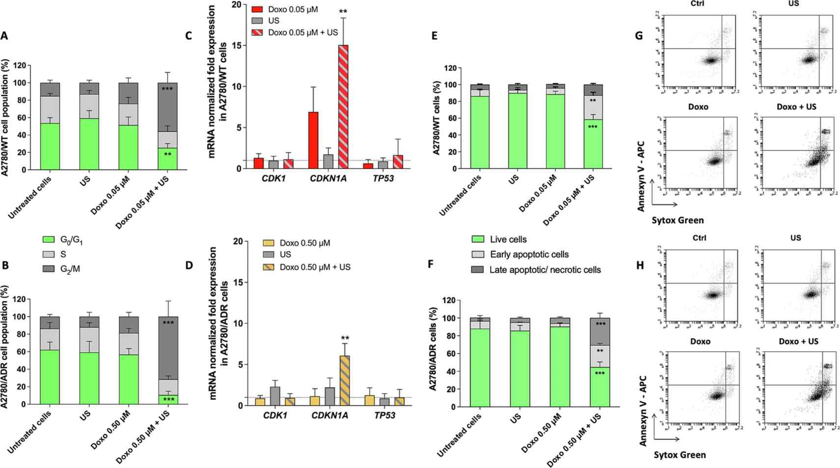 Influence of SDT combined with Doxo on cell cycle distribution, gene expression, and apoptosis in A2780/WT and A2780/ADR cells.