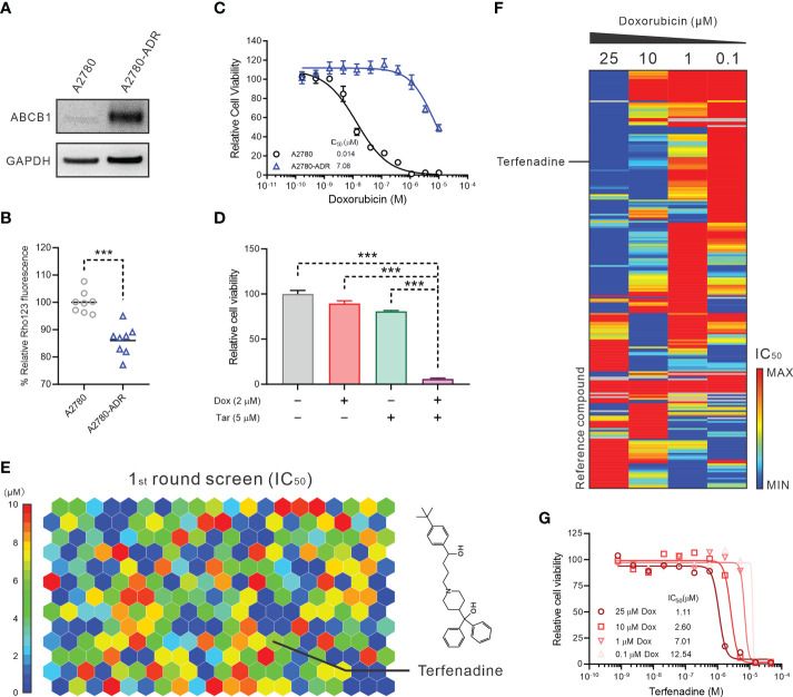 Terfenadine reactivates the effectiveness of doxorubicin in multidrug-resistant ovarian cancer cells.