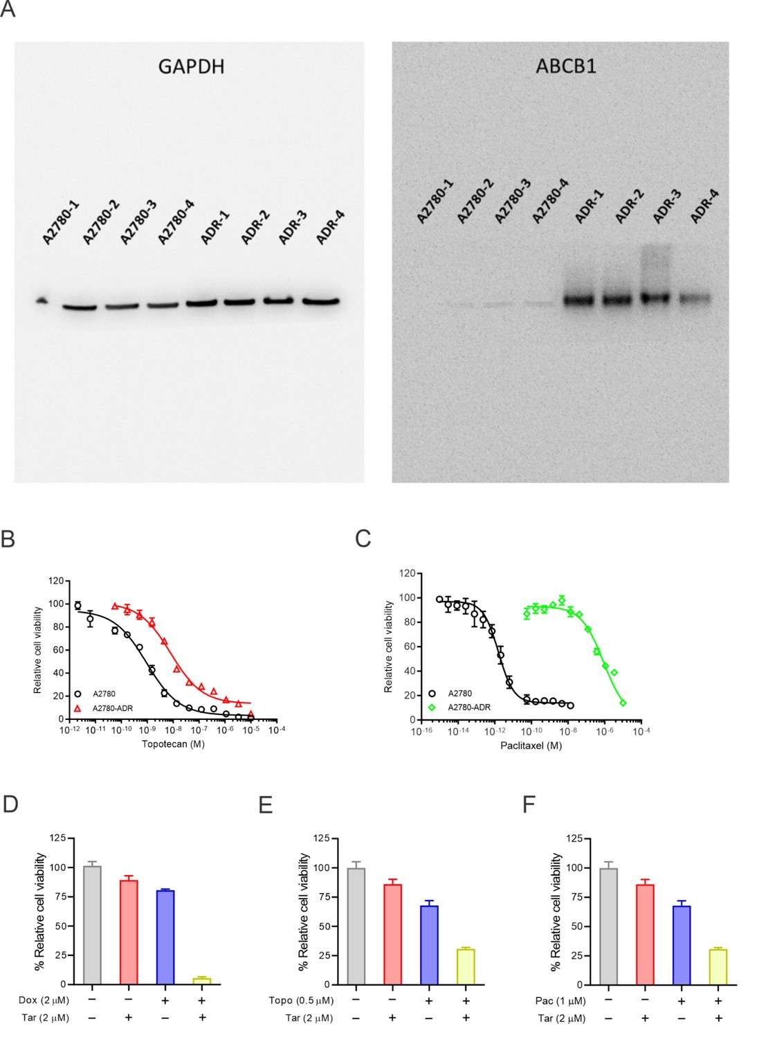 Terfenadine reestablishes the activity of doxorubicin in multidrug-resistant ovarian cancer cells.