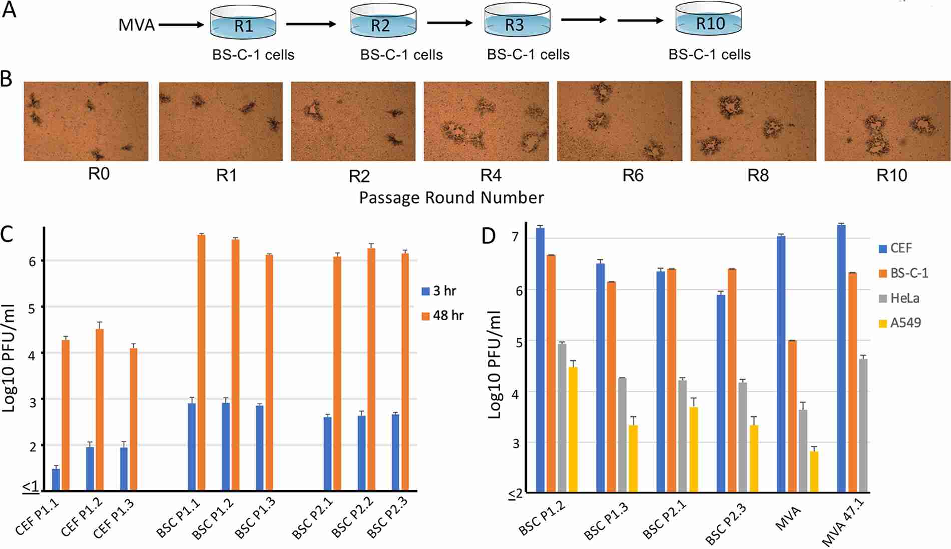 The continuous propagation of MVA in BS-C-1 cells. 