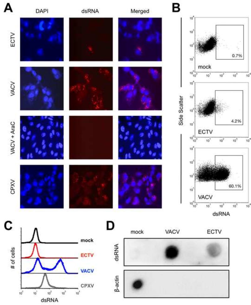 The amount of dsRNA accumulation significantly differs following infection with various orthopoxviruses.