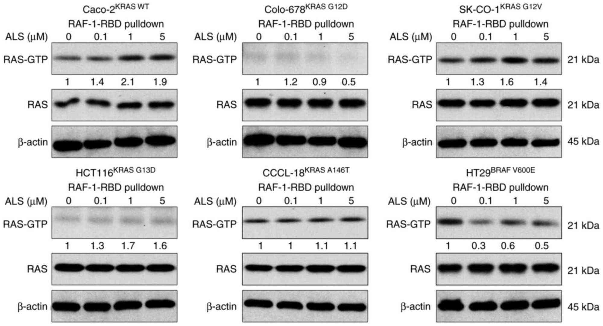 Caco-2KRAS WT, Colo-678KRAS G12D, SK-CO-1KRAS G12V, HCT116KRAS G13D, CCCL-18KRAS A146T, and HT29BRAF V600E cells were treated with ALS and protein samples were subject to pulldown using RAF-RBD. The levels of RAS-GTP were detected by western blotting.